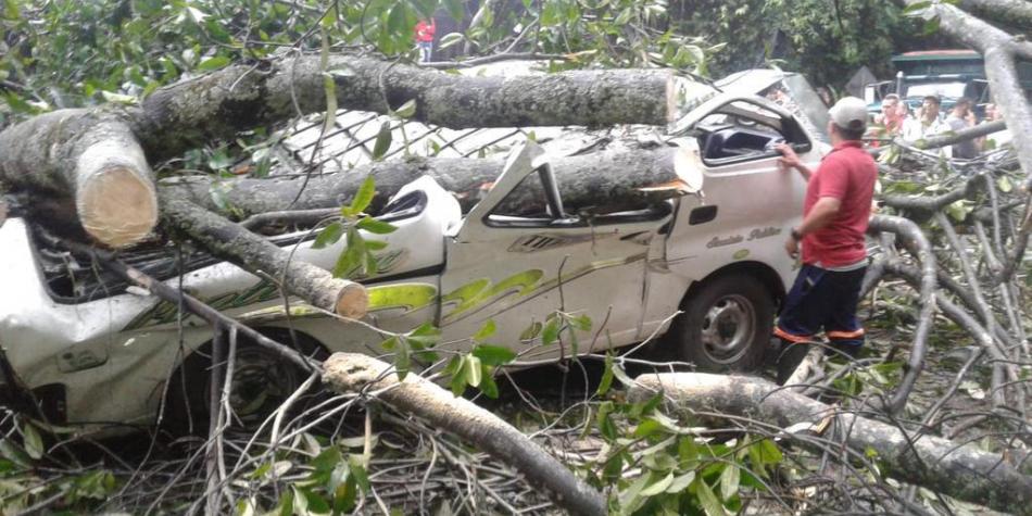 Inmenso árbol cayó sobre dos carros y dejó cinco personas muertas