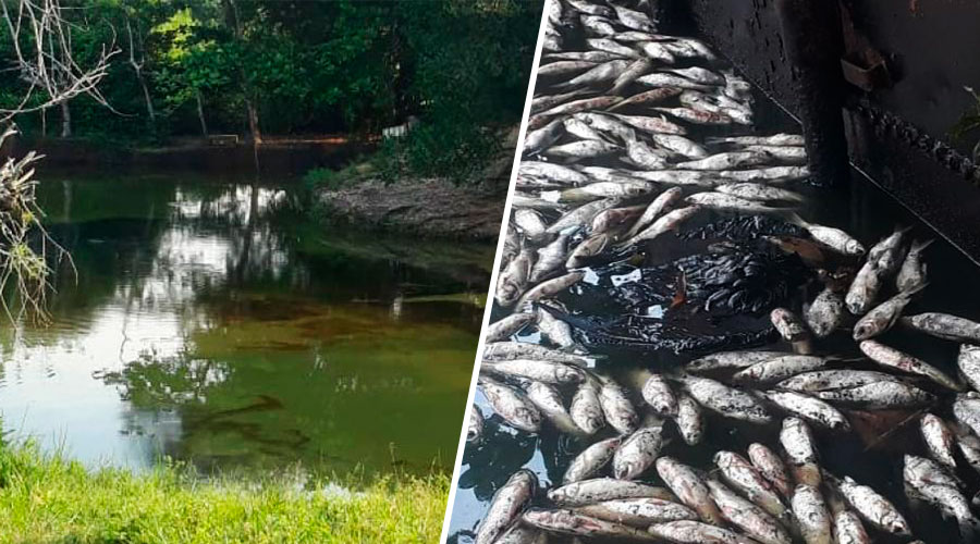 Nuevo derrame de petróleo generó mortandad de 6 mil peces en Barrancabermeja