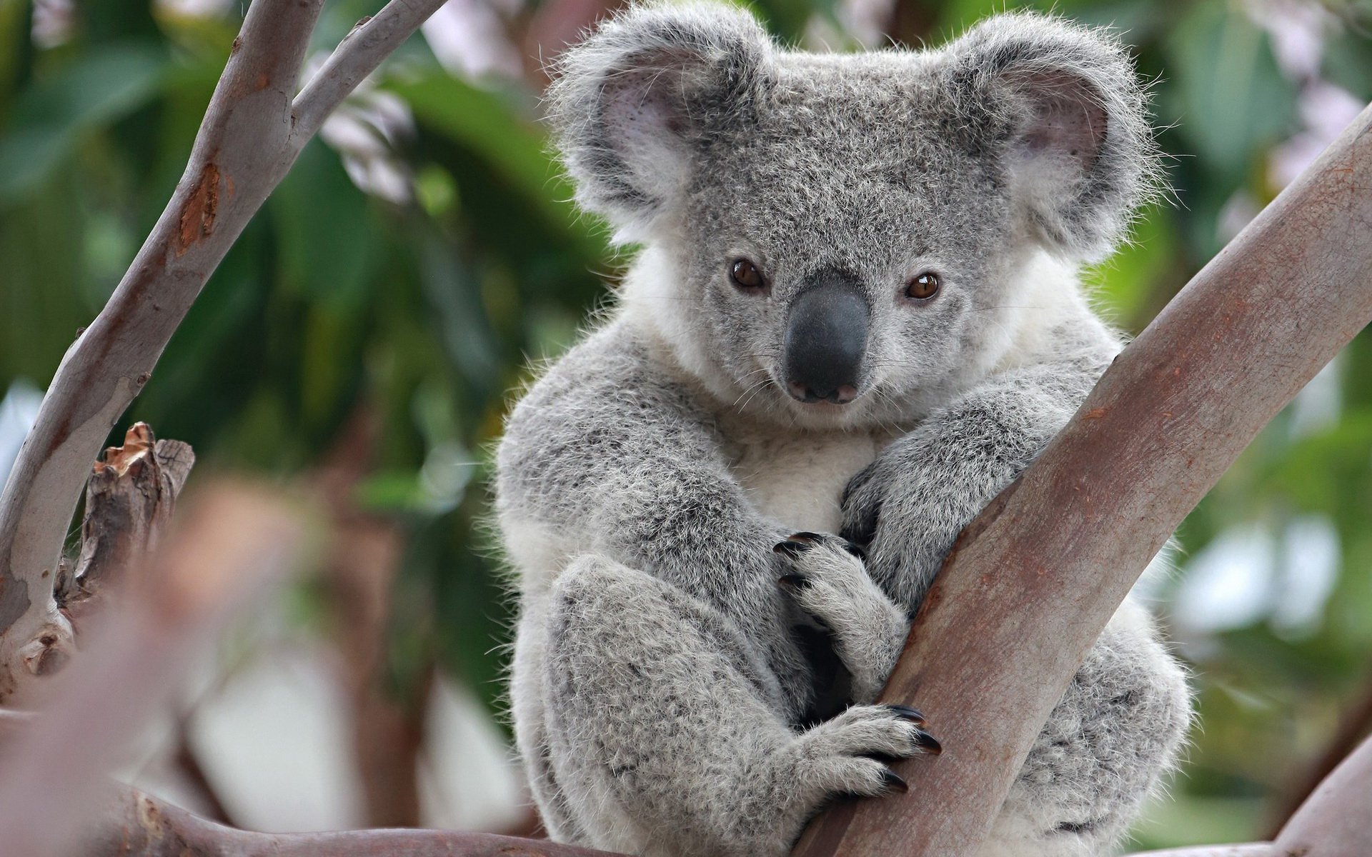 Declarado funcionalmente EXTINTO el KOALA en Australia