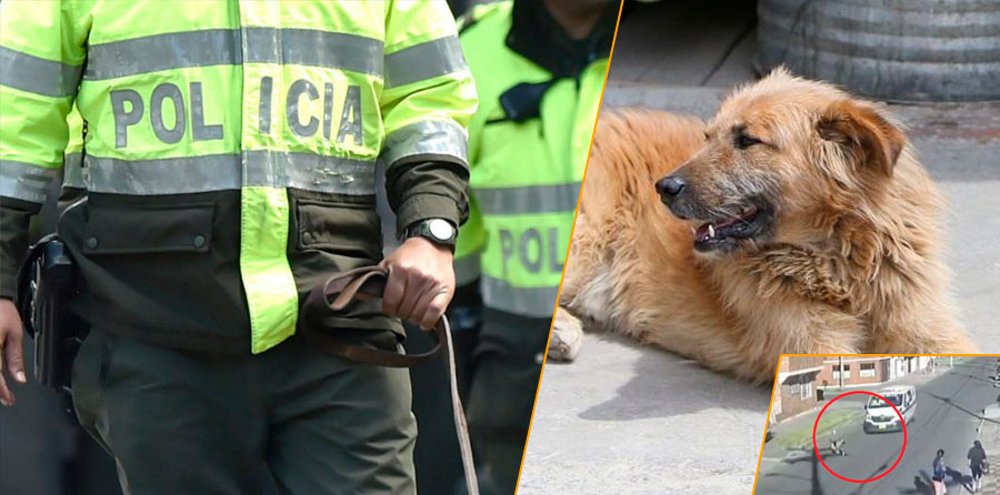 Investigan a patrulla que atropelló a mascota en Bogotá