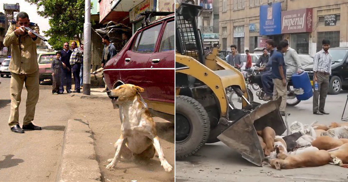 En Egipto matan a perros callejeros a tiros y con venenos