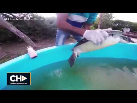 [VÍDEO] Graban a una tortuga marina defecando grandes cantidades de basura en Argentina