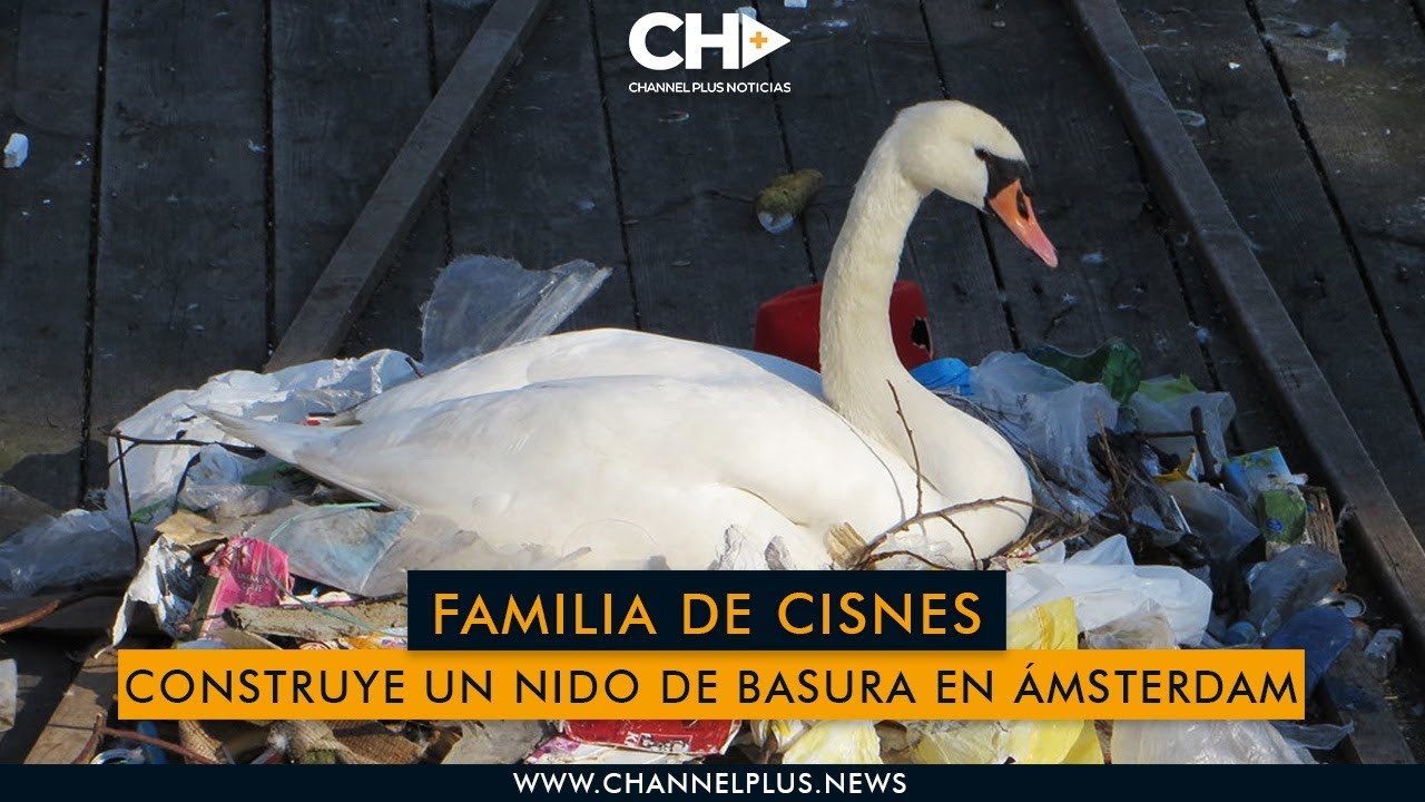Familia de cisnes construye un nido de basura en Ámsterdam