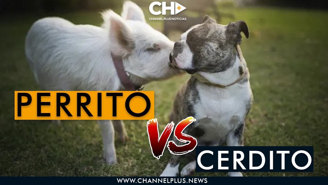 Vídeo de Cachorro Marrano vs Cachorro Perro … Hagan sus apuestas – Sólo porque HOY es VIERNES