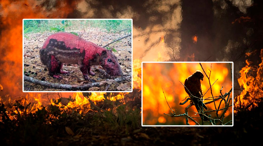 Las víctimas silenciosas de los incendios forestales – Nuestra fauna en peligro