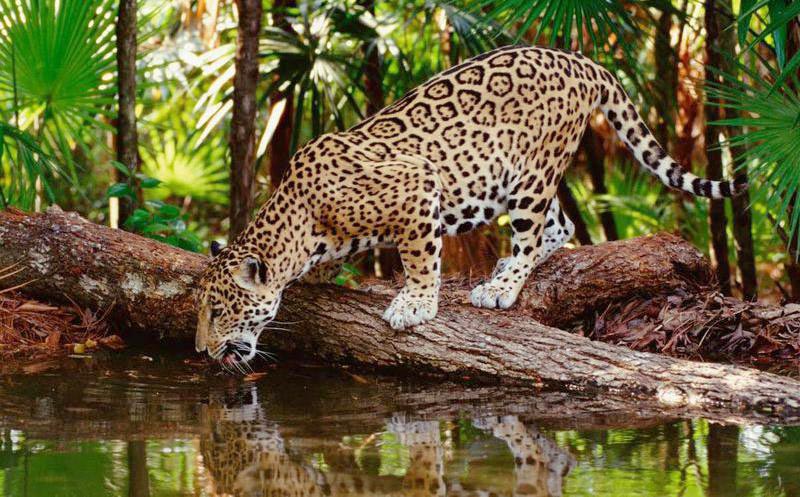 Otro avistamiento de Jaguar en la Sierra Macarena.