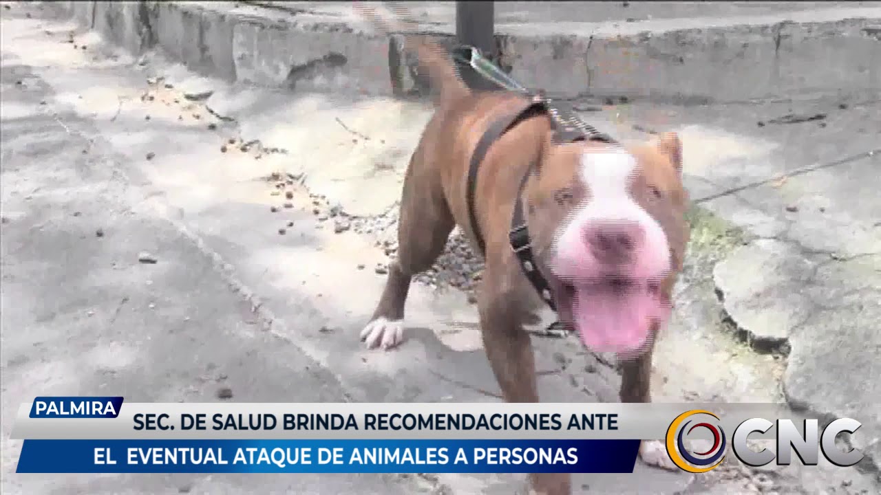 SECRETARÍA DE SALUD DA RECOMENDACIONES IMPORTANTES ANTE EL EVENTUAL ATAQUE DE ANIMALES A PERSONAS