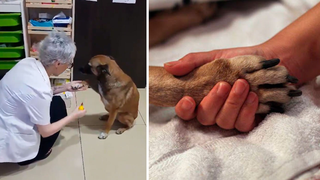 ‘VÍDEO’ Perro que entra en la farmacia y pide ayuda para que lo curen. El más VIRAL Hoy
