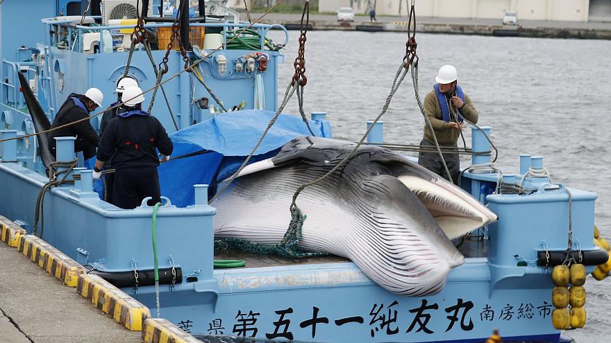 Después de 30 años, Japón vuelve a cazar ballenas con fines comerciales