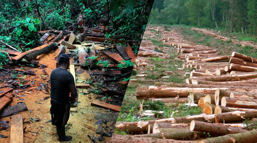 La Mafia de MADERA en las Selvas de Colombia, un negocio multimillonario