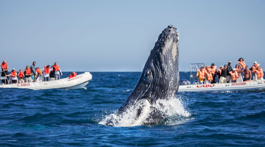 Ver Ballenas en el Pacífico: El plan perfecto para vacaciones