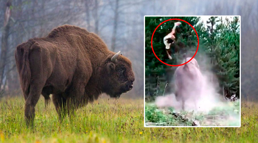 Bisonte ataca a turistas en un parque, milagrosamente la niña se salva