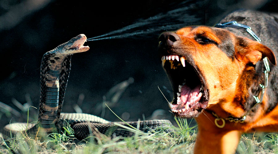 Cobra Escupidora se enfrenta a dos perros en una batalla a MUERTE
