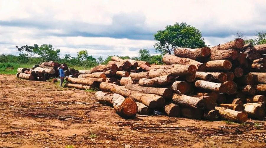 Fiscalía desmantela red de tráfico de madera en Cundinamarca y Boyacá