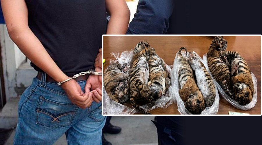 Arrestan  a hombre con siete TIGRES BEBÉS CONGELADOS en el baúl de su carro