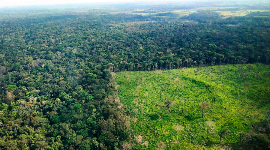 DEFORESTACIÓN en Amazonia es peor de lo que se cree