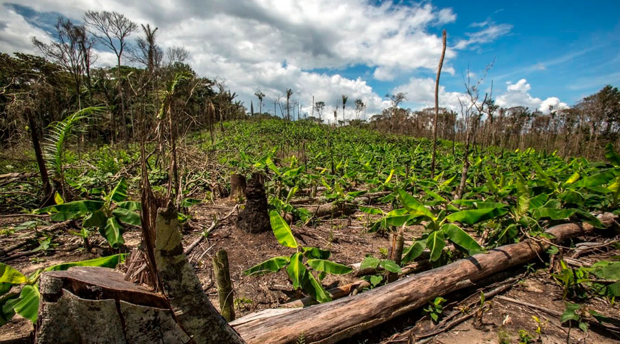 Llegan a Colombia 2 mil millones de pesos para reducir la deforestación