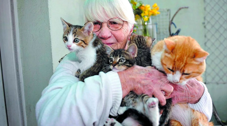 Abuela de 79 años va a la cárcel por alimentar gatitos callejeros