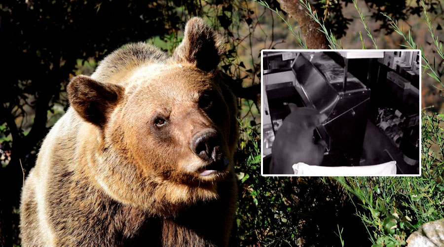 VÍDEO: Un oso se apropia del refrigerador de una familia en EE.UU.