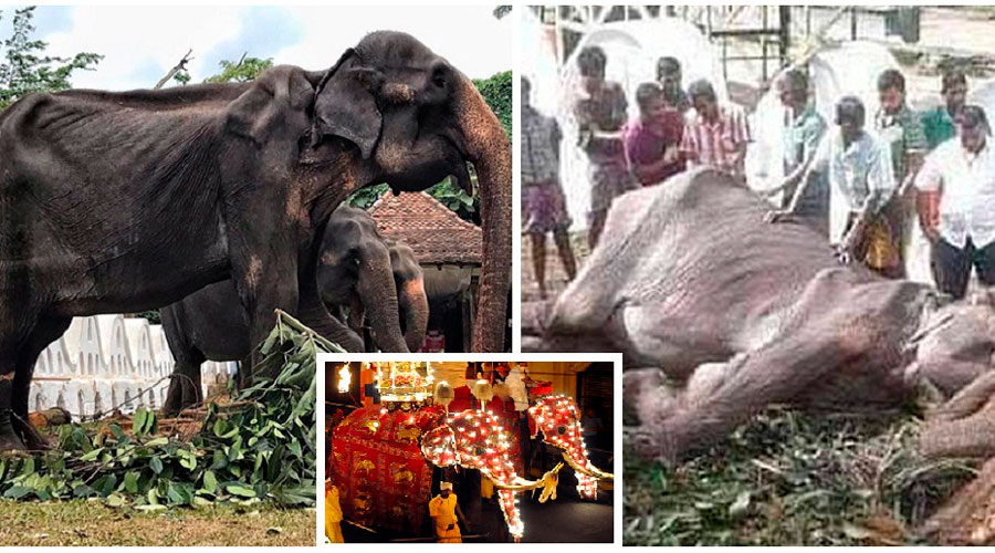 Murió Tikiri, la elefanta desnutrida del festival budista en Sri Lanka