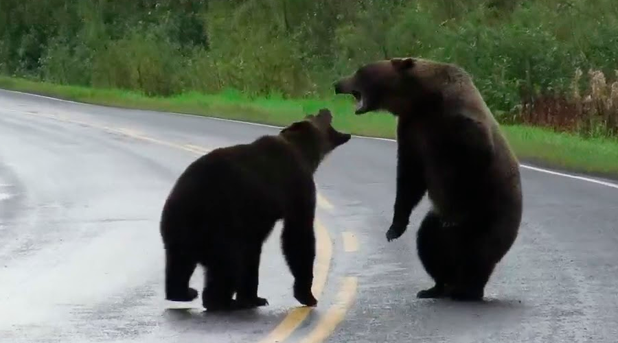 VÍDEO: Pelea entre dos osos ‘grizzly’ en una carretera de Canadá