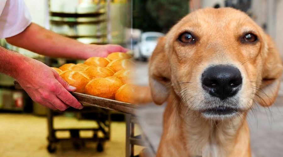 VÍDEO: Perro entró a una panadería a robarse un pan