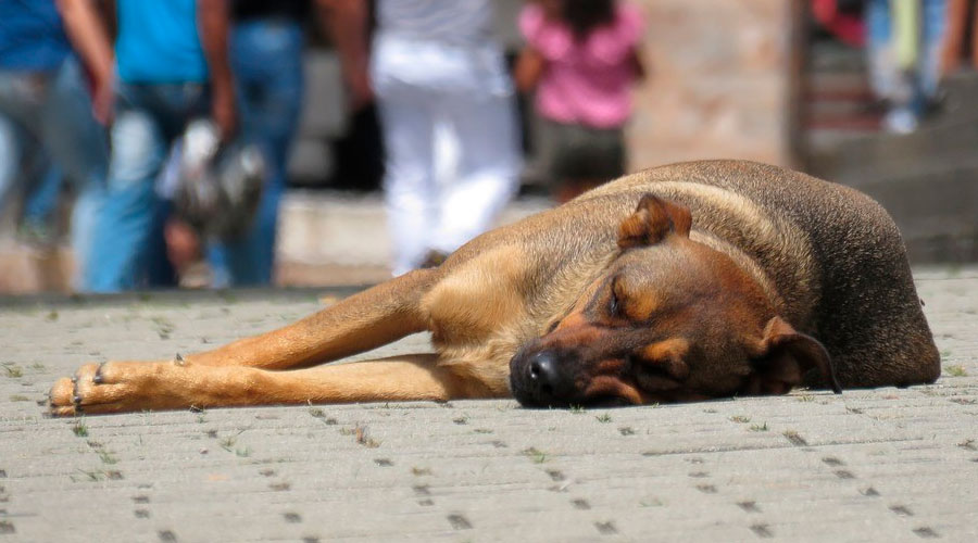 En Noruega se están muriendo los perros a un ritmo alarmante