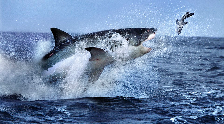 VÍDEO: El violento ataque de un tiburón blanco a un lobo marino visto desde un dron