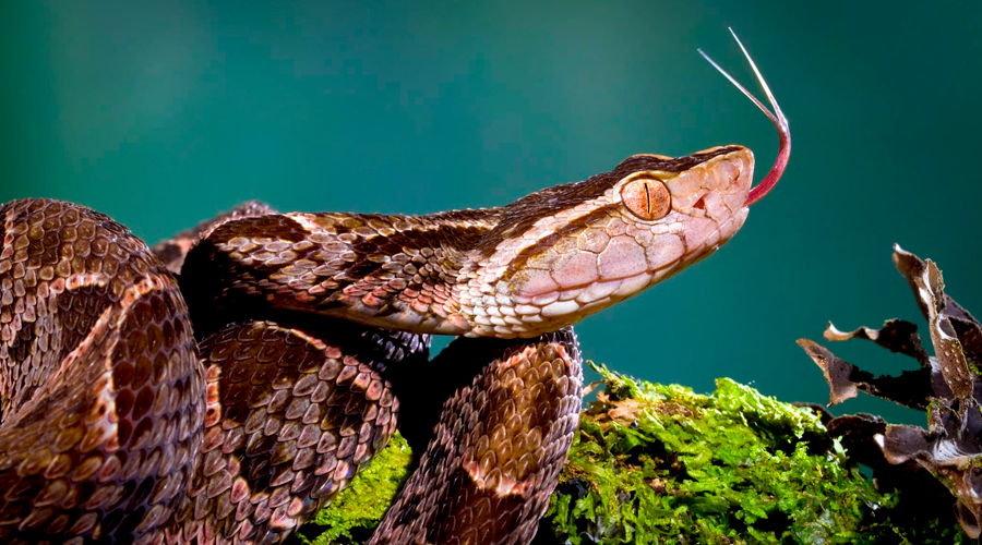 Cuatro peligrosas serpientes venenosas generan pánico en el Quindío