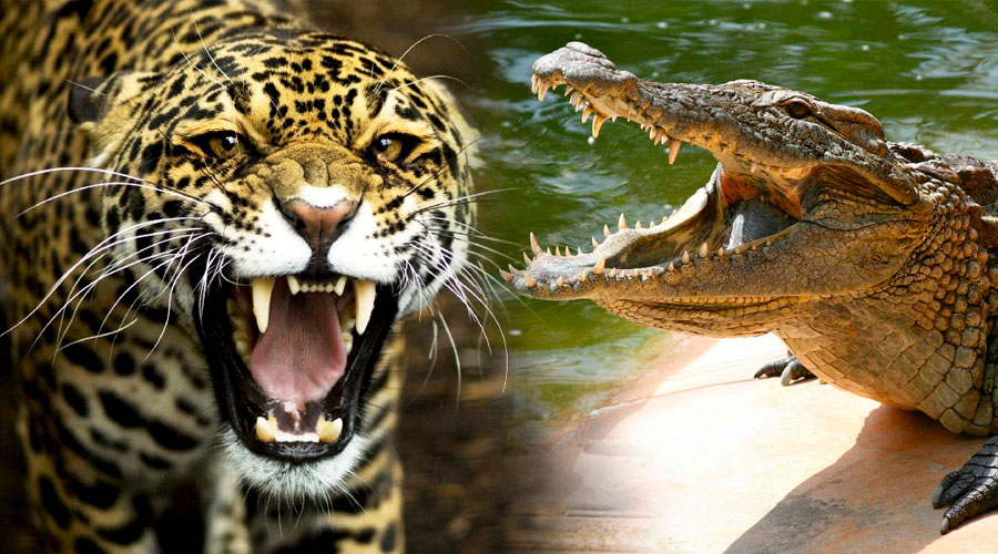 Un leopardo y un cocodrilo chocan ‘a cara de perro’ por una presa