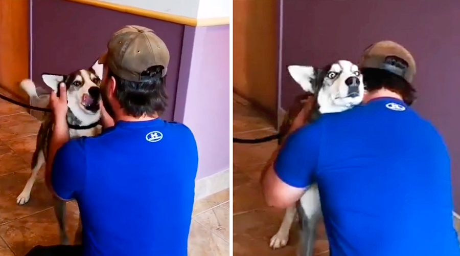 [VÍDEO] Este hombre lloró como un niño al reunirse con su perro extraviado hace tres años
