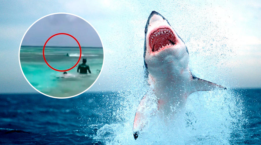 Enorme tiburón muy cerca de bañistas fue captado en playa colombiana