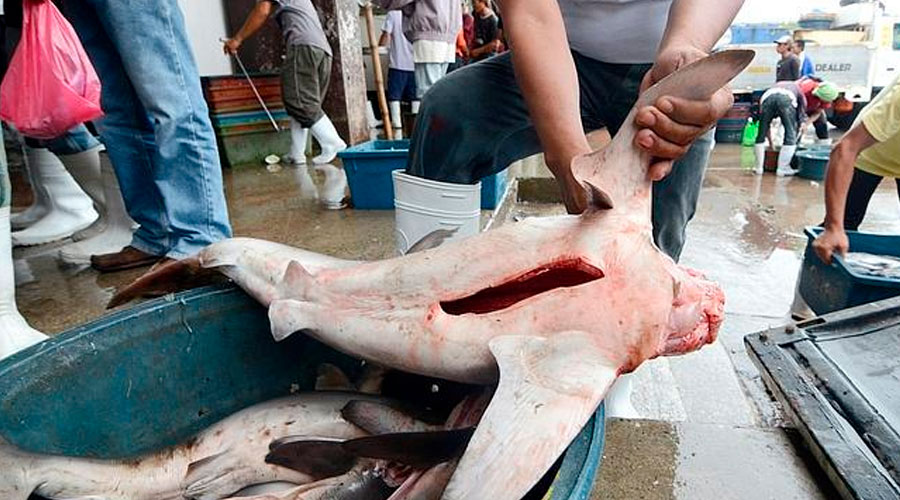 Gobierno desmiente haber autorizado pesca de tiburones