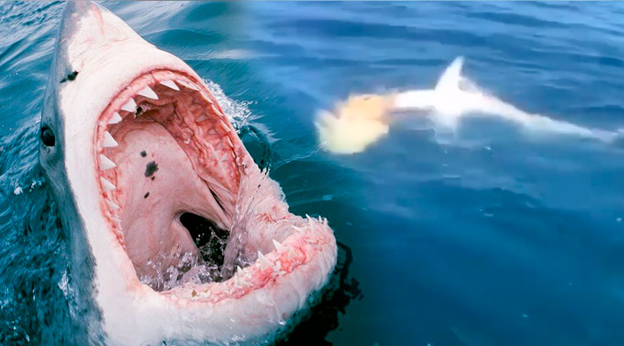 Tiburón blanco devora a pez gigante de su mismo tamaño