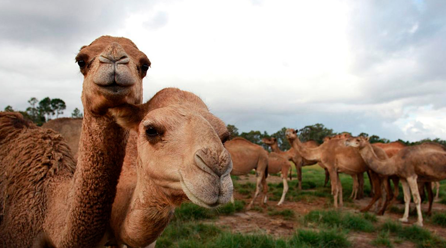10.000 camellos salvajes en Australia serán SACRIFICADOS por la sequía para SALVAR otras especies