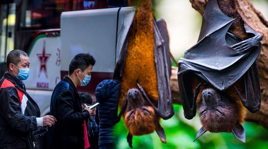 Murciélagos PODRÍAN ser los HUÉSPEDES del CORONAVIRUS de Wuhan