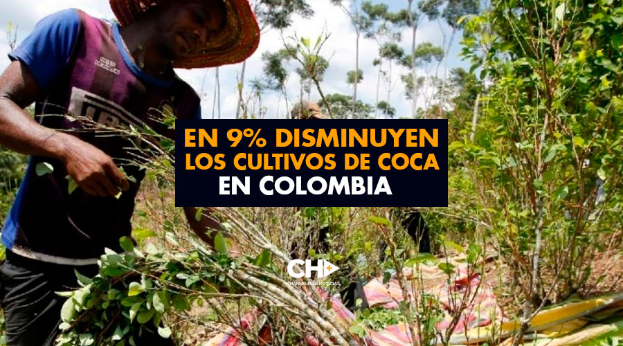 En 9% disminuyen los cultivos de Coca en Colombia