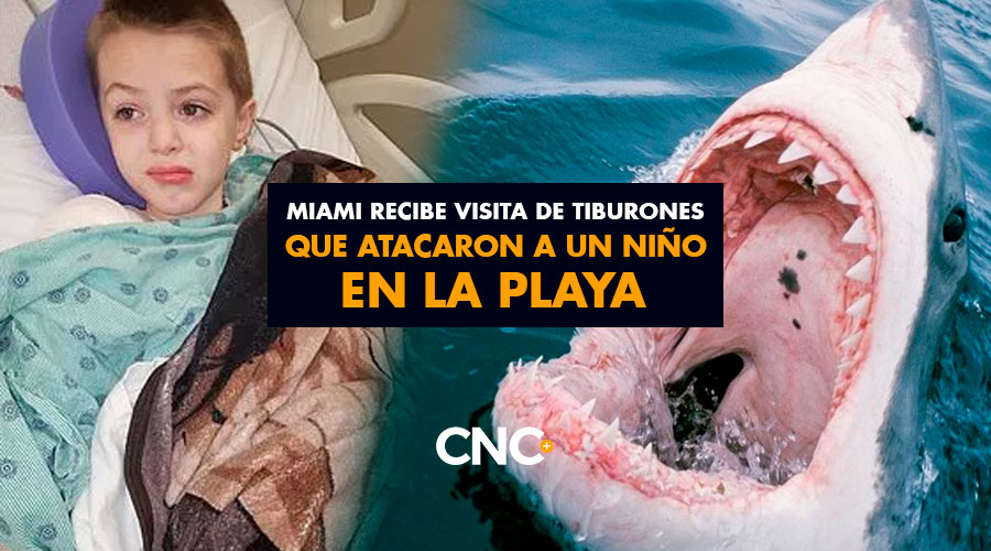 Miami recibe visita de tiburones que atacaron a un niño en la playa