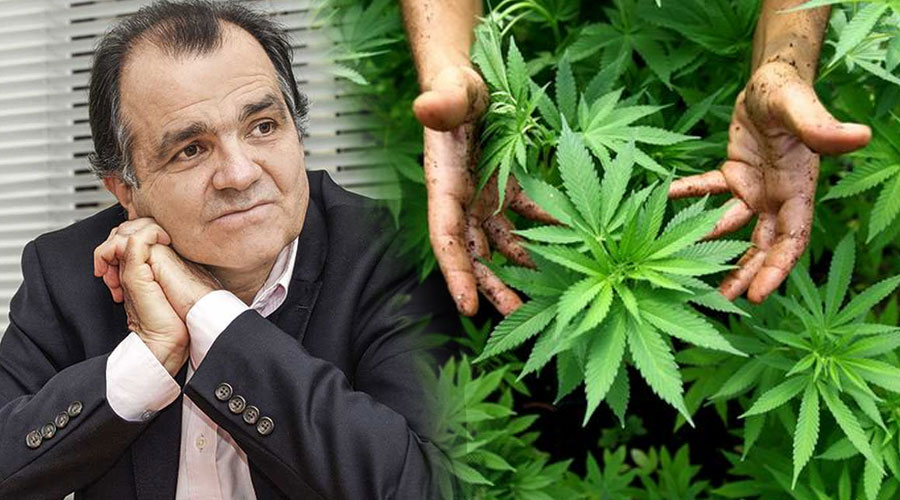 Zuluaga propone sustituir Cocaína por Marihuana