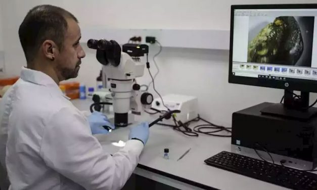 Descubren en Colombia fósil de tiburón extinto hace 135 millones de años