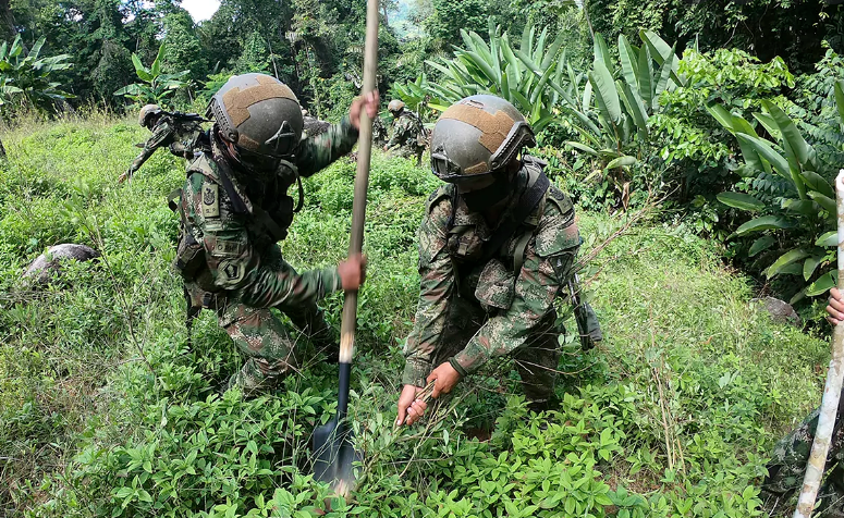 Se suspende erradicación forzada de cultivos de coca: nuevo comandante de la Policía Nacional