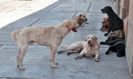 Fiscalía judicializó a dos veterinarios que sacrificaban perros callejeros para ofrecer cursos