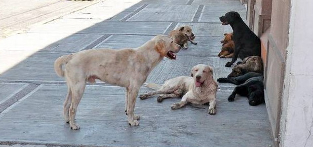 Fiscalía judicializó a dos veterinarios que sacrificaban perros callejeros para ofrecer cursos