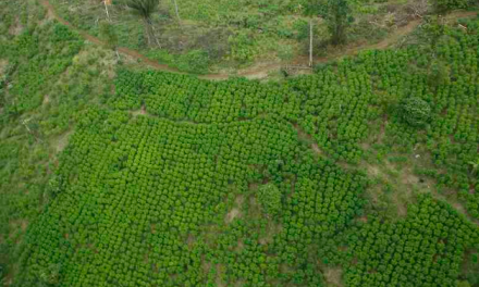 Otro fracaso de Iván Duque: aumentaron drásticamente cultivos de coca en su gobierno