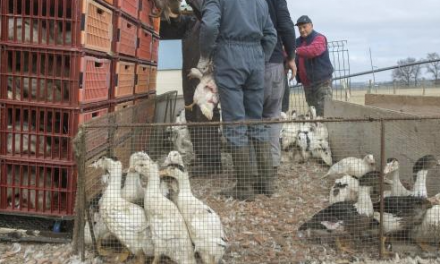 ¿Cuarentena para las aves? Francia les decretó confinamiento por brote de gripe aviar
