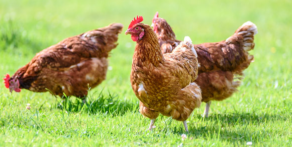 <strong>Alerta sanitaria por gripe aviar en Colombia</strong>