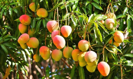 <strong>Se abre una puerta para productores de mango: se realizó primera exportación de Colombia a Estados Unidos</strong>