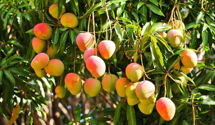 <strong>Se abre una puerta para productores de mango: se realizó primera exportación de Colombia a Estados Unidos</strong>
