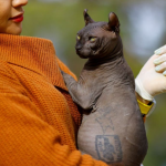 <strong>Autoridades mexicanas rescataron a un gato que había sido tatuado por narcotraficantes</strong>