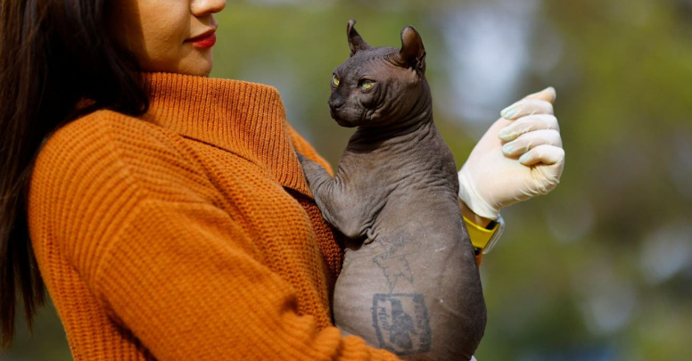 <strong>Autoridades mexicanas rescataron a un gato que había sido tatuado por narcotraficantes</strong>